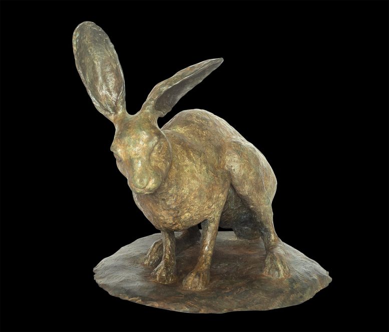 WARY HARE